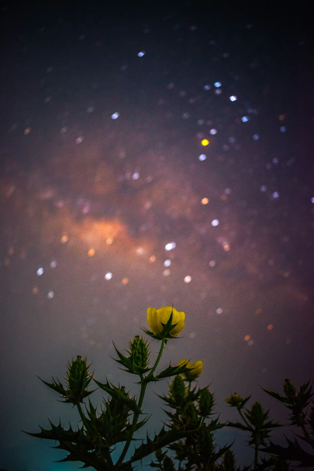 杨紫李现《秀丽芳华》定档6月30日，牡丹重耀续写盛唐篇章